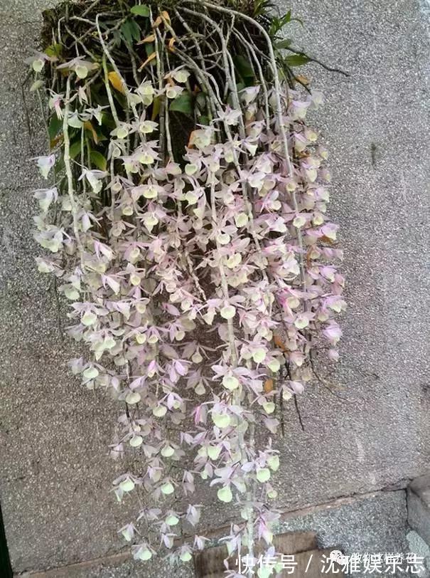 狐尾兰|4种“兰花”好养还爱开花,一开就是“花瀑布”,惊艳!