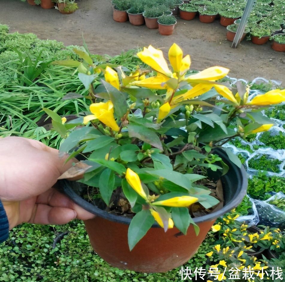 夜来香|你养的花，可能是“毒花”，盘点8种常见毒花