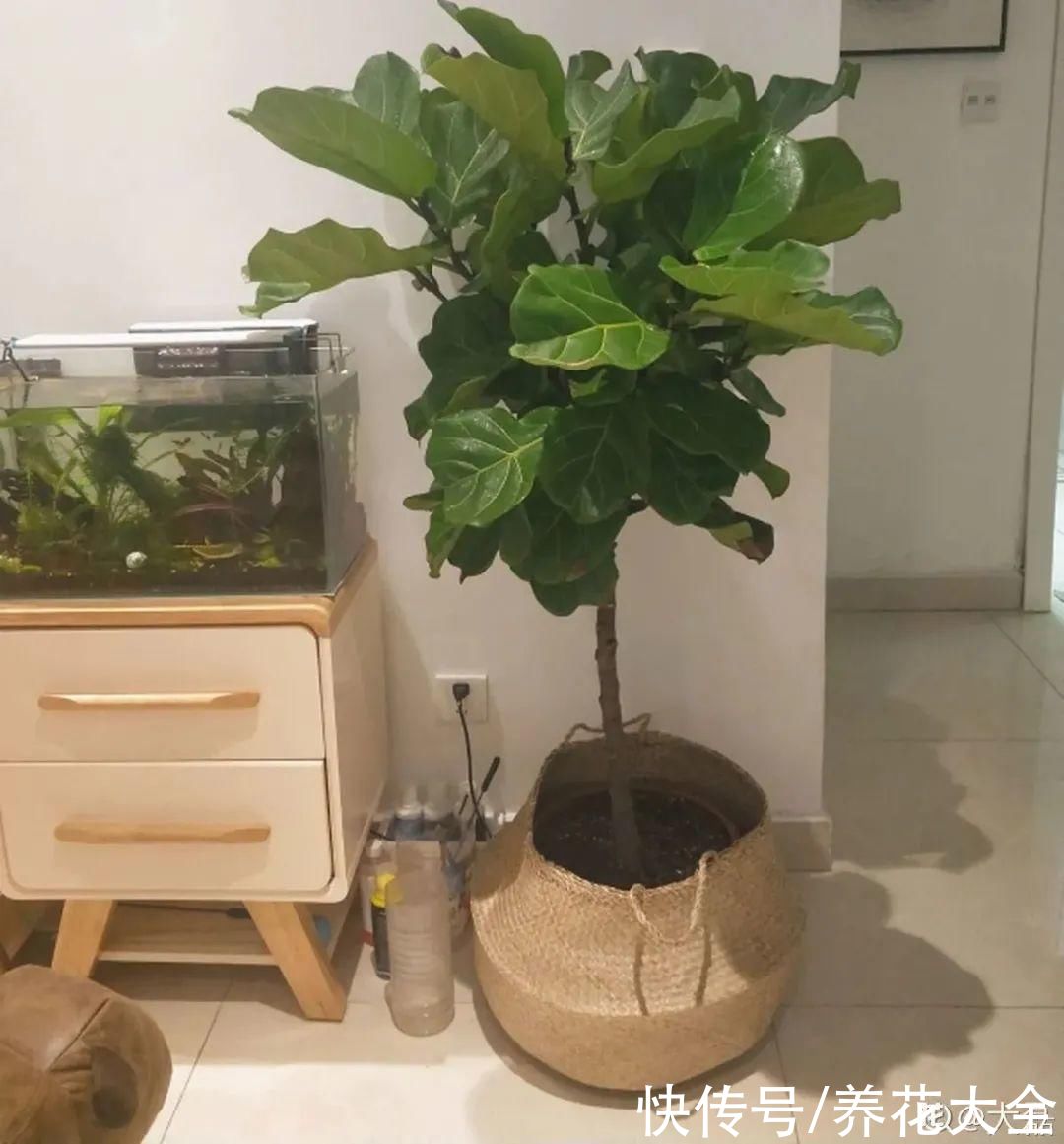 琴叶榕|大叶子耐阴花，室内一定养，叶子比脸大，真凉快