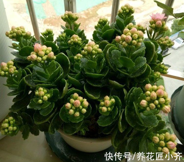 买到长寿花小苗,不要让它开花,做好这几步,让它花量“翻几倍”