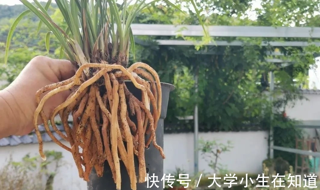 兰花烂根后最怕什么？正确处理有技巧，这4种会加速兰花枯死