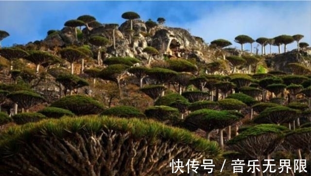 面包|世界上最牛的5棵树,1棵常在电影里出现,一棵在中国,你见过吗