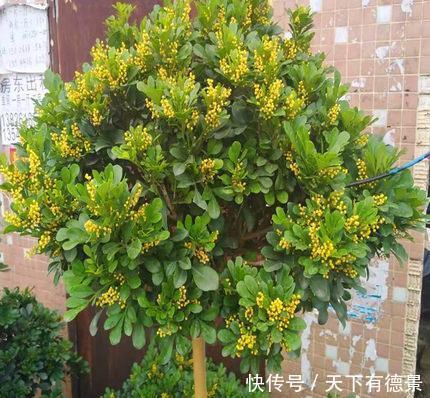 大众花卉|3种“漂亮花”,香气浓郁,大牌香水的“原料”,又香又美又值钱