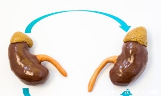 肾移植后还能活多久?你符合肾移植条件吗?