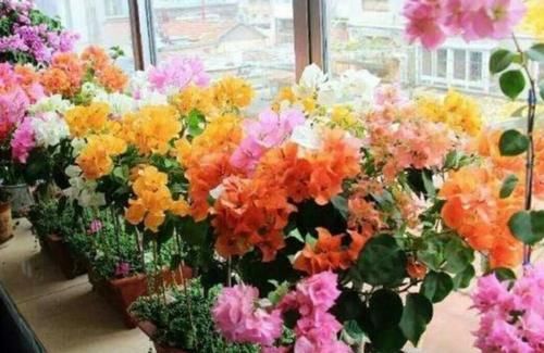 几种花开花漂亮又好养,花儿轻松开爆盆,对待新手很友好