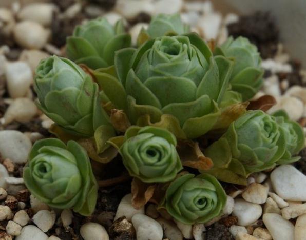 2种“玫瑰花”养卧室，放角落也能“爆盆”，春夏秋冬花儿不断