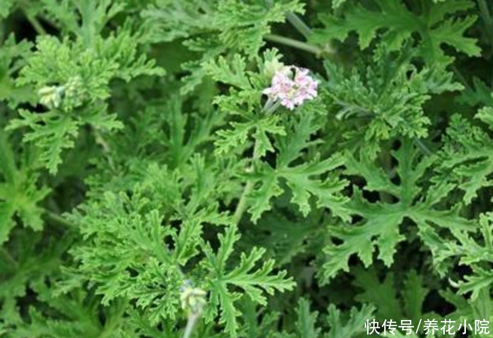 施肥|夏天蚊子太多，养上2种“驱蚊草”，让蚊子不敢靠近