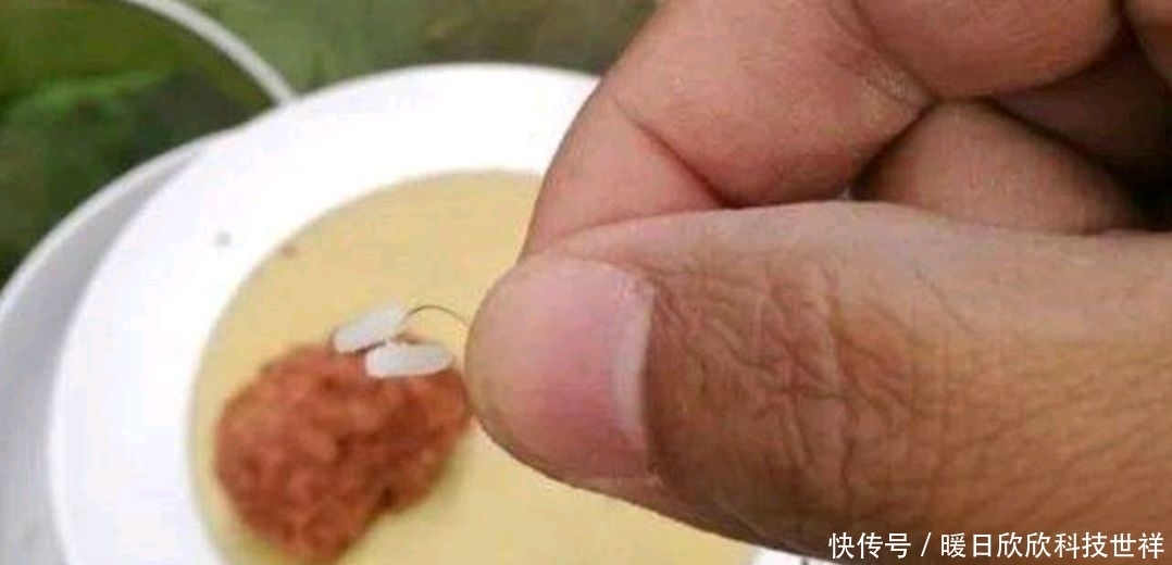 鲫鱼|米饭钓鱼,即经济又好用!用的好效果丝毫不比商品饵差