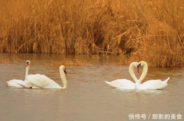 乌梁素海，欢迎疣鼻天鹅回家！