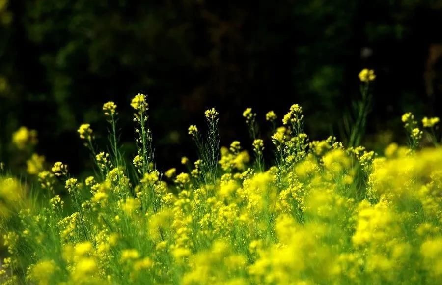 去寻一场梦中的油菜花