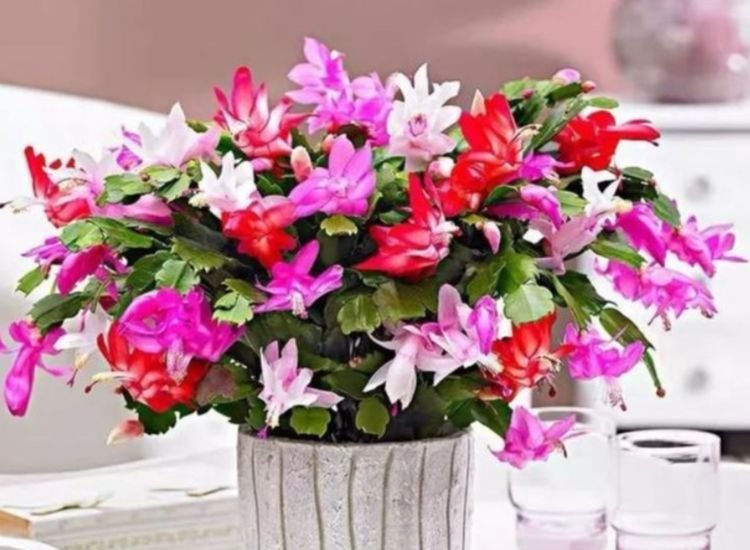 丽格海棠|最受欢迎的“4种花”,开花漂亮又好养,花姿妖娆,四季繁花似锦