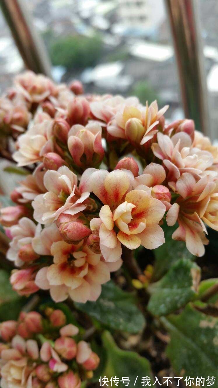 封闭阳台养这4种花,很快变成花海,现在养刚刚好