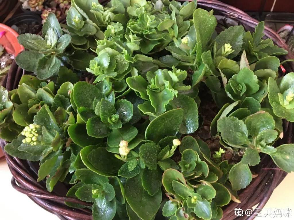 茶花冒花苞，用手一碰就掉了，到底为啥？