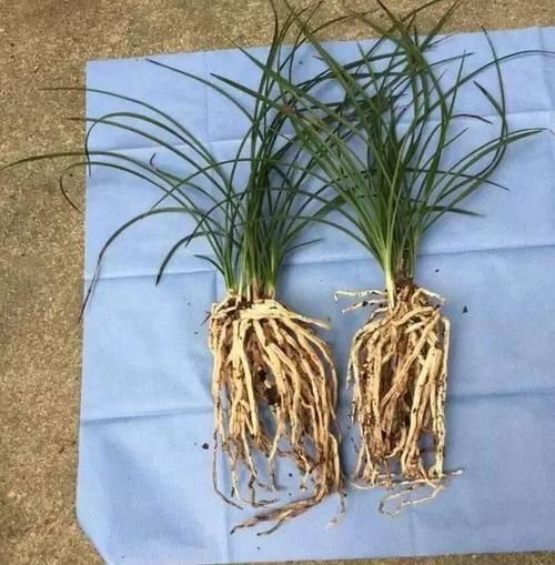 兰花如何种才能快速发根？