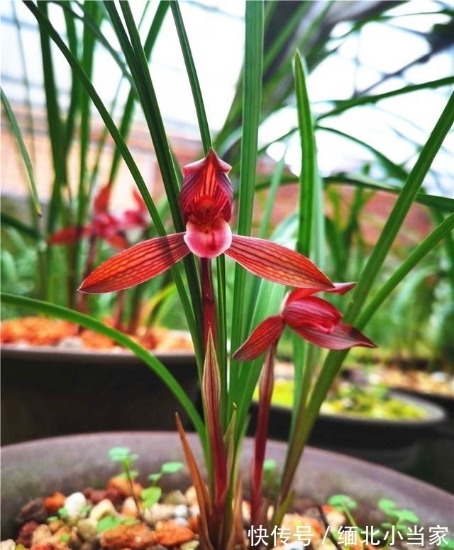 花色|别养月季了!此兰是“香花之王”,又美又仙,火了20余年