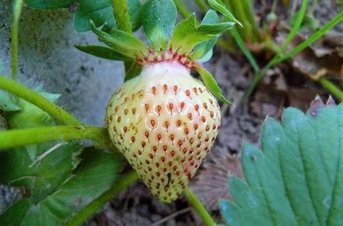 促进|中年人想长寿，适合吃的食物，促进血液循环，降低高血压，显年轻