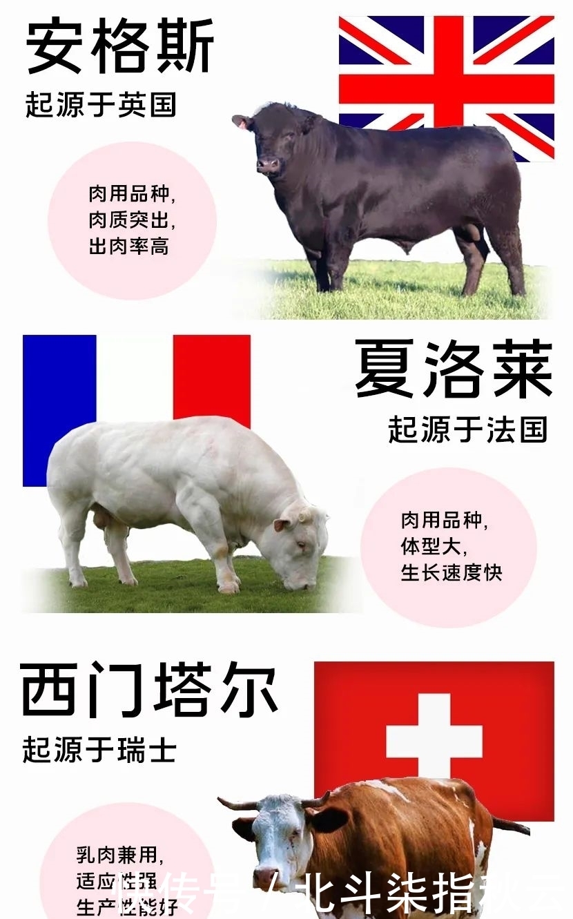 中国肉牛,牛起来!