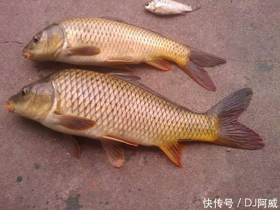 晚春钓鱼的秘诀,做到四钓四不钓,大鱼小鱼都能钓