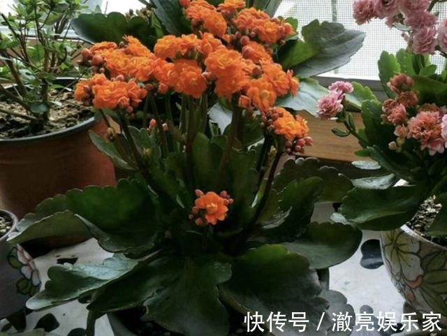 花苞|夏天盆栽“长寿花”,把4个“小细节”做好,天冷后冒花苞,美