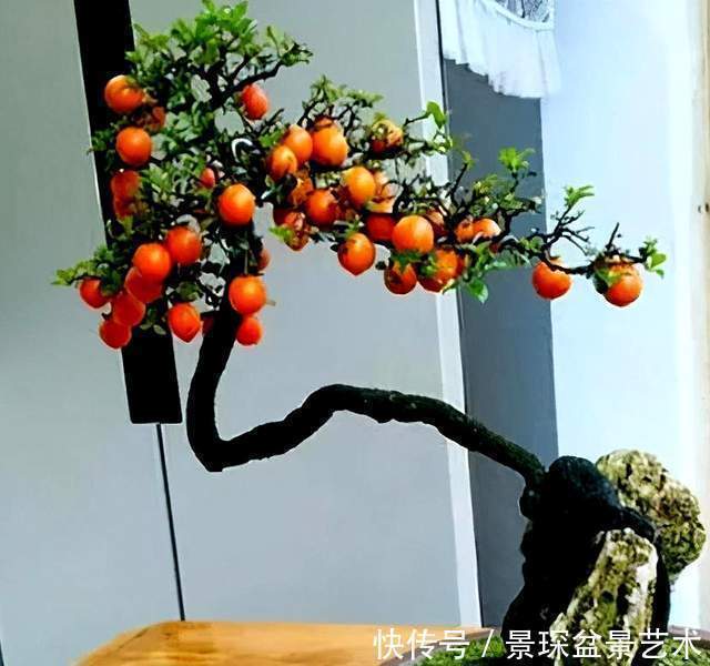 枝条|盆景扦插繁殖难生根?试试这6种自制生根水,生长快还茁壮