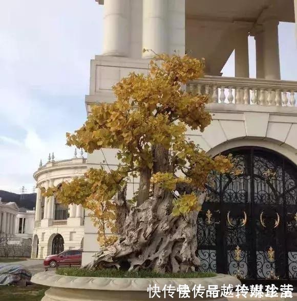 苍劲|这3种盆景可以养成传家宝,再穷也要养,越老越值钱!