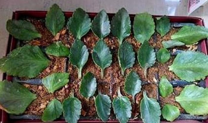 现在“种下”5种花,只需1片叶子,秋冬开满阳台,开花一茬接一茬