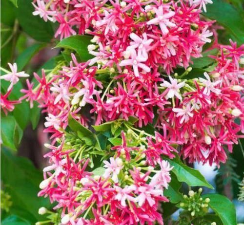 3种花是花中劳模,一开就能爆盆一片花海,四季都能有花赏