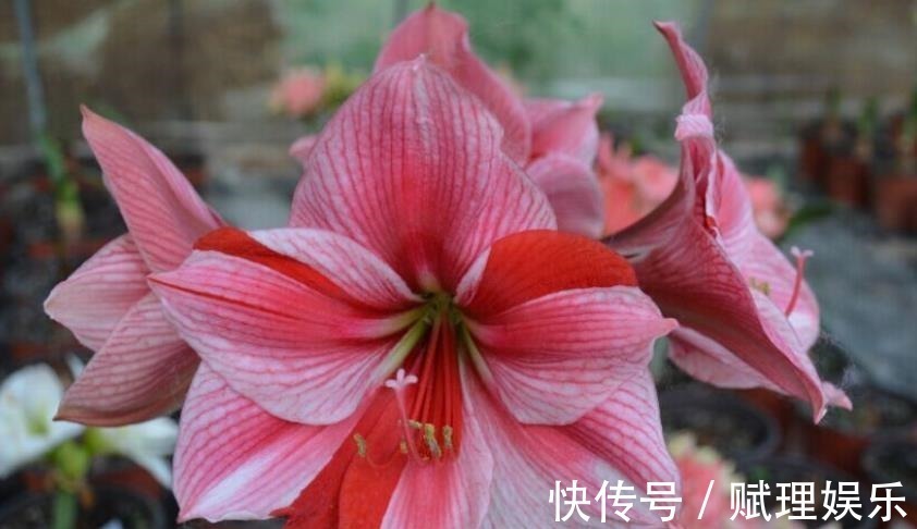 花卉|4种漂亮花，现在养一盆正当时，秋凉早开花，适合新手