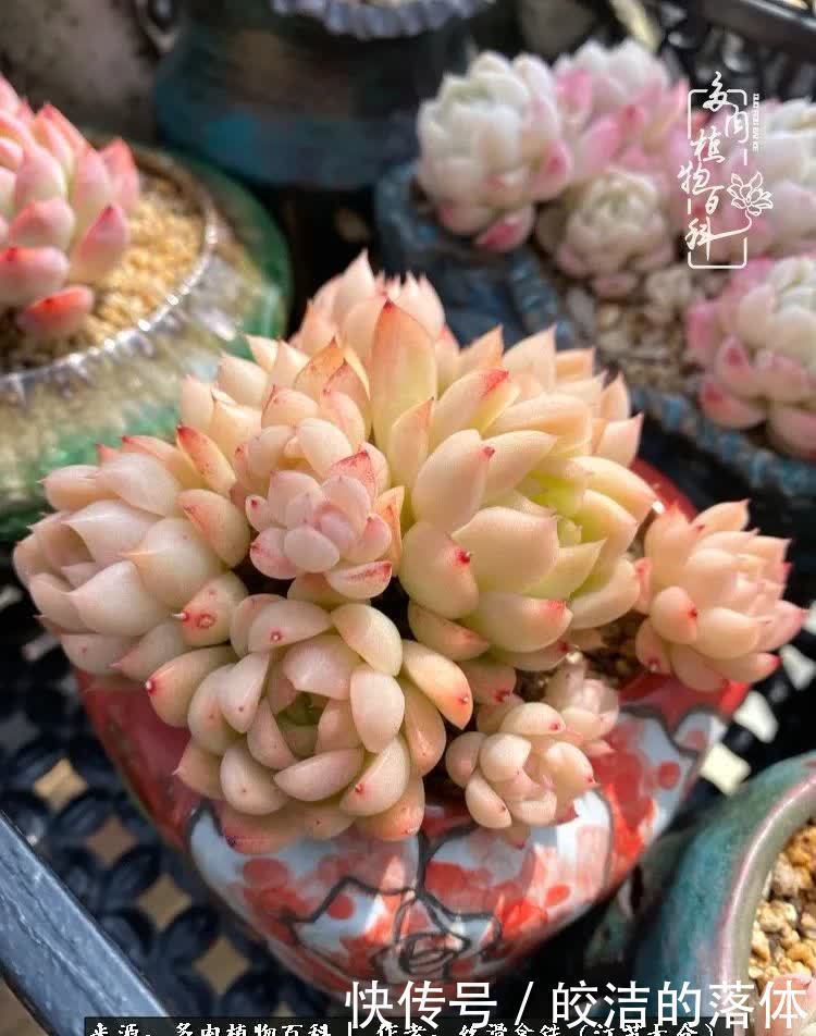 阳光露台多肉,天时地利人和!美肉知时节,当春乃发生!