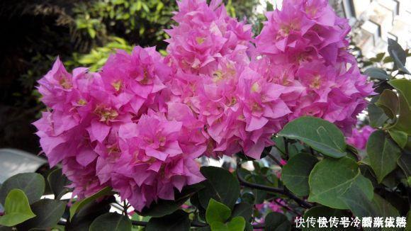 大花树|三角梅这些品种最勤花，一年四季开不停，花多得不见叶！