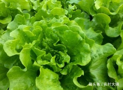 芝麻酱|常吃此菜身体不会差,对爱美的女性来说也是个不错的选择