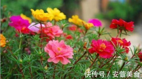 家里阳台养此款花，花开爆盆美如花，枝头窜满花苞，成一片花海