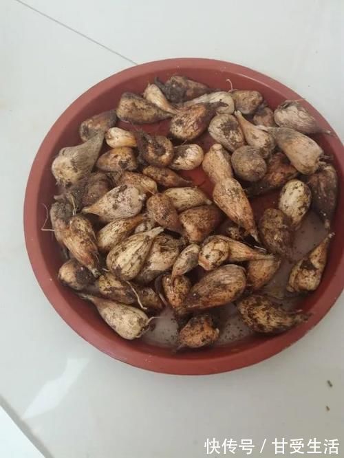 鲜艳|一年生一窝的5种花，越养越多，养它们不花钱还能赚钱！