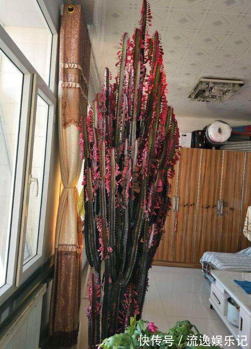 金枝玉叶|7种“富贵花”能活一百年,越养越值钱,家里的“摇钱树”