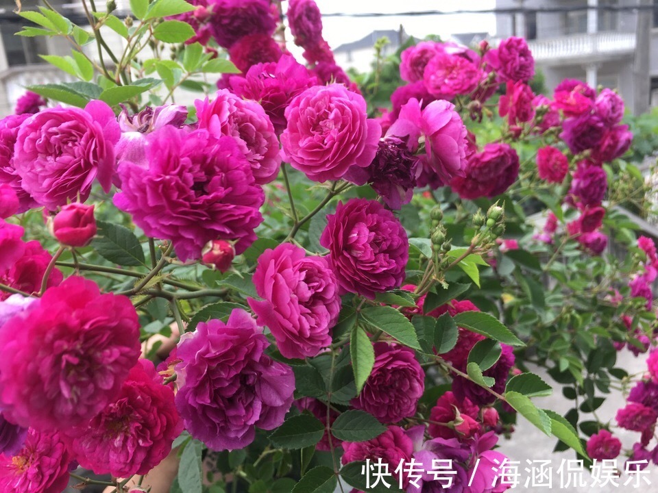 植株|养好月季2个条件必须具备,要不黄叶、病虫害,迟迟不开花