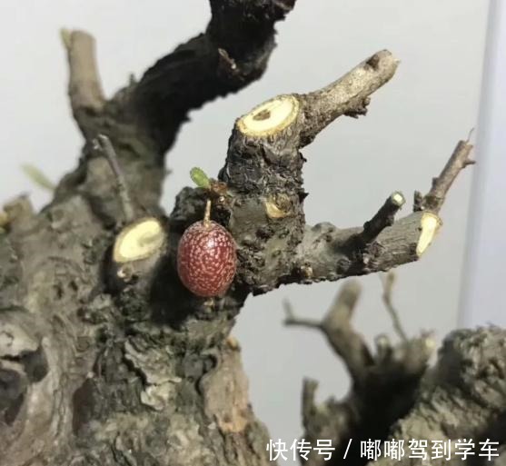 满山都是“羊奶果”,不能错过的盆景树种,做成盆景别具一格!