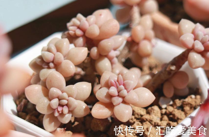 养殖|多肉长得像菜园子,这2点是关键,学会多肉植物也能矮小胖嘟嘟