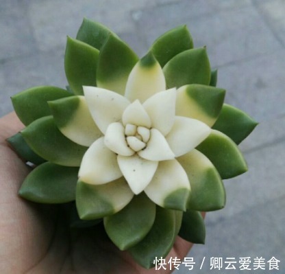 在市场买花，要记住“四不买”，养花再也不踩坑，养好也是挺简单