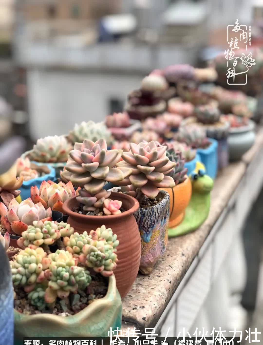 多肉,似星辰大海般的璀璨!