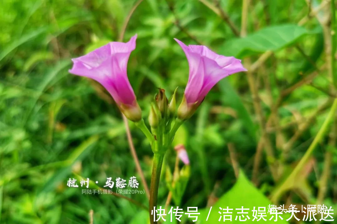 夏秋季|杭州小区里这种喇叭花,其实是“海滨花后”,可以解海蜇刺伤的毒