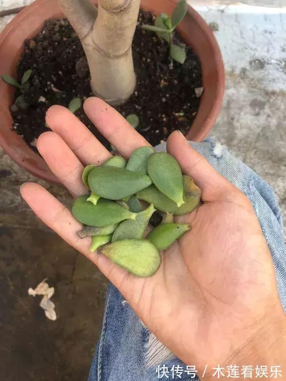 叶子|玉树金钱树，叶子一夜掉光，根软要倒掉，再不救就剩下盆了！