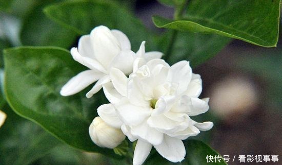 茉莉花|茉莉土加“一料”,根壮不黄叶,7天窜出一圈笋,养成繁花小老桩!