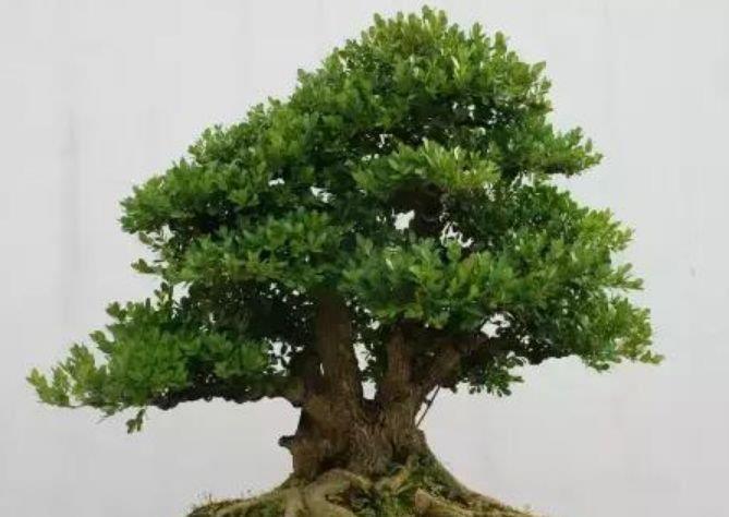 最适合“懒人”养的4种花,随意丢盆里就能活,谁养谁喜欢