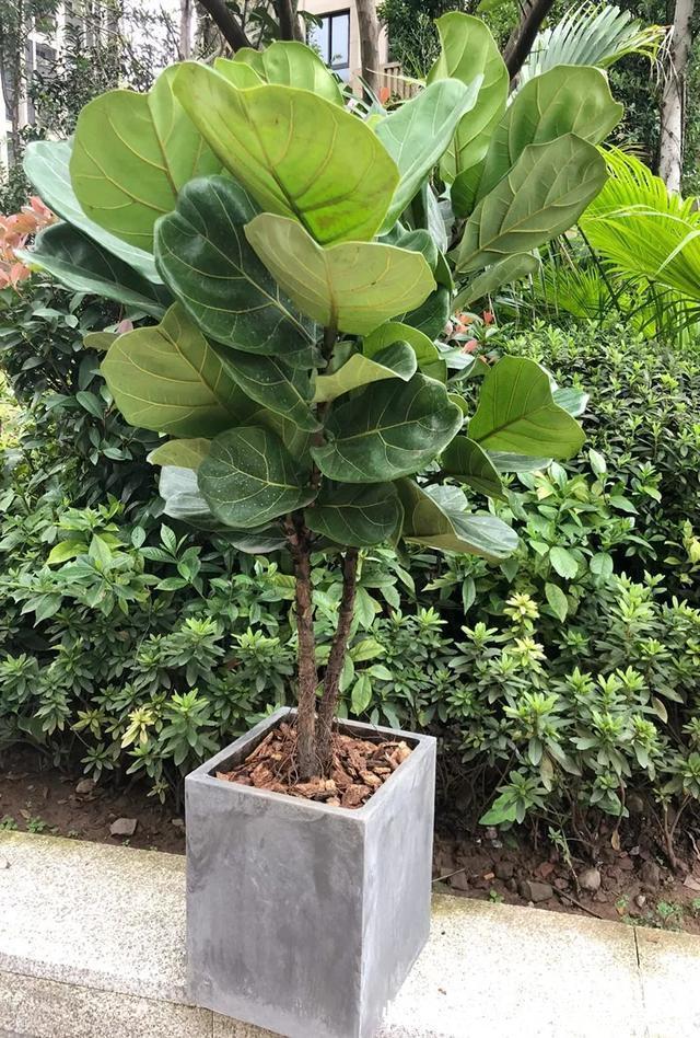 室内盆栽6种耐阴花，高端上档次，叶子越长越大！