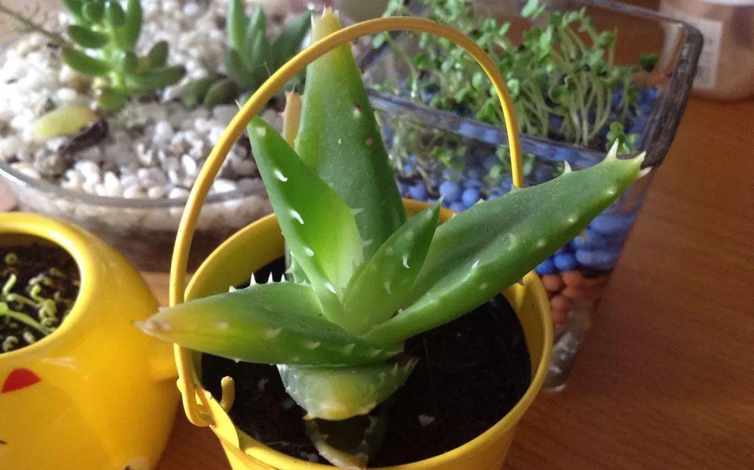 养芦荟记住以下7点,叶片翠绿肥厚,一年养爆盆