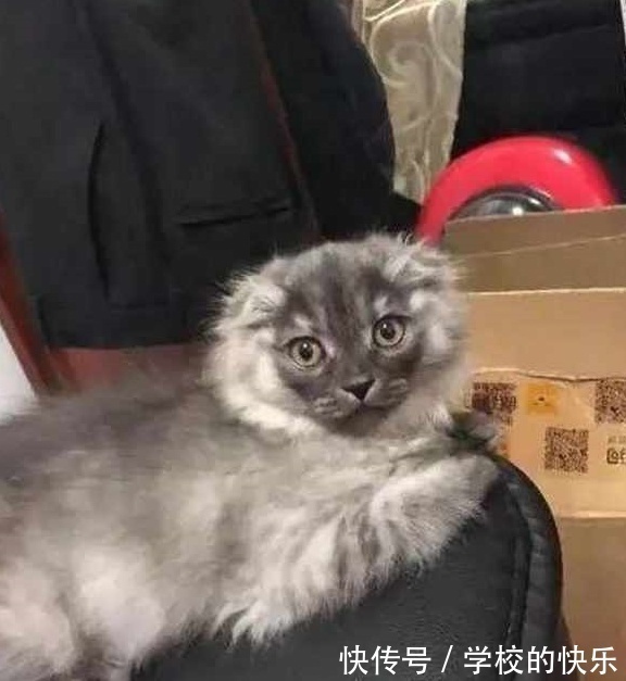 |大肥猫为了不剪指甲太搞笑,努力把自己缩成一只兔子,求主人放过