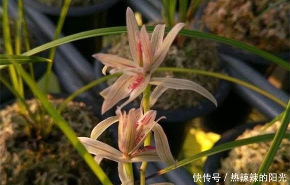 养兰花,牢记一个字,开花够豪气!