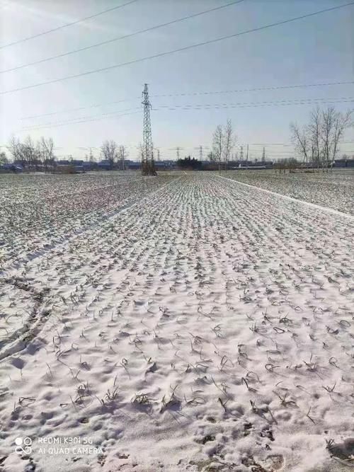 初雪随想：一季的繁华，一季的美好（作者 徐善义）