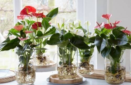 喜阴|6种花天生“喜阴”,明亮光照就能长得绿油油,晒太阳会黄叶!