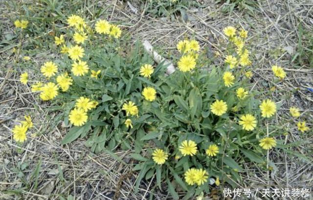常用中草药手册|生长在路边、田边,人称“剪刀股”,以往被当成野草,如今不好买